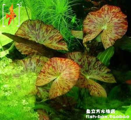 迷你红虎斑睡莲纯水下茎长5cm芋