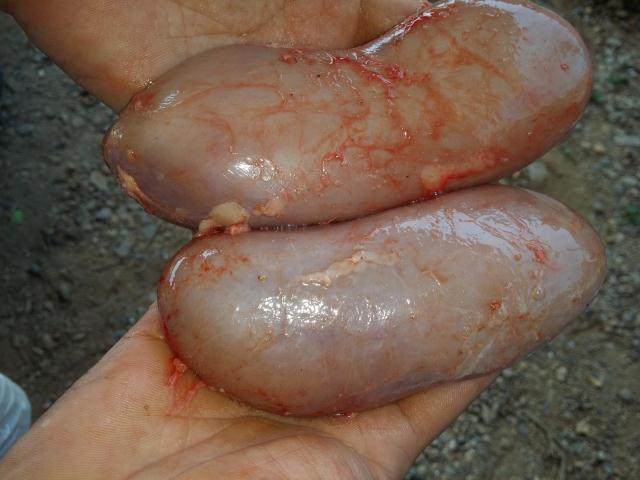 农家猪石猪腰猪肾一个重150克-190克,25元一个猪杂猪内脏土猪