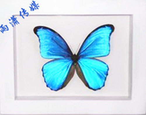 Butterfly specimens Arts and Crafts goddess A1 quality Valentine's Day Teacher's Day birthday Propose Dedicated gift home decoration Firstin the Home accessories , Decorative painting , Decorative painting class specimens  category - from Buy2taobao.com to provide professional Taobao agent buy service