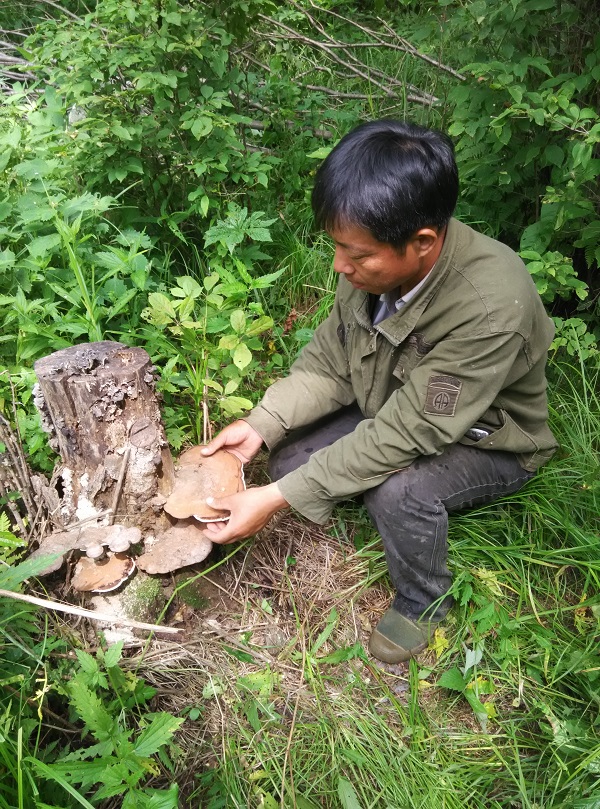 2025年长白山野生平盖灵芝 整枝 树舌青芝正品灵芝片粉林芝500克