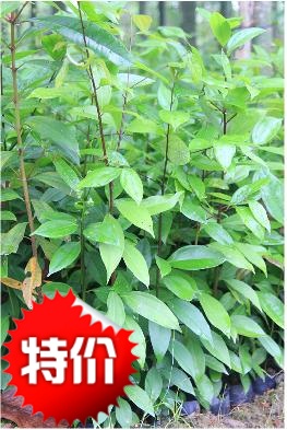 又称效益价值食品五香粉成份树苗
