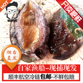 大鲍鱼鲜活野生即食佛跳墙头烟台大野生鲜活鲍鱼海鲜 1只价 7头