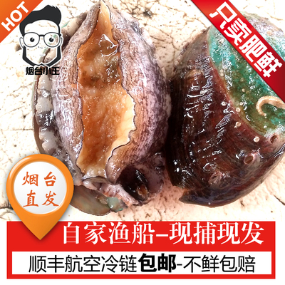大鲍鱼鲜活野生即食佛跳墙头烟台大野生鲜活鲍鱼海鲜 7头 1只价