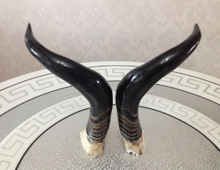 纯天然牛角摆件 客厅书房 办公桌真牛角装饰品 家居牛角饰品