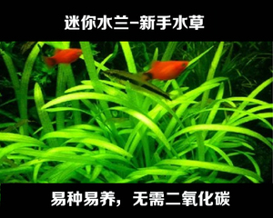 水草~水族水草~鱼缸水草~迷你水兰~真水草