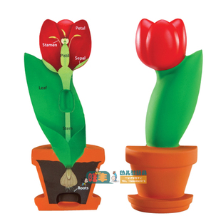 花朵剖面模型幼儿园儿童科学探索实验室 科普探究试验教具