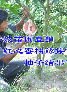 庭院红心盆栽绿化柚子树苗