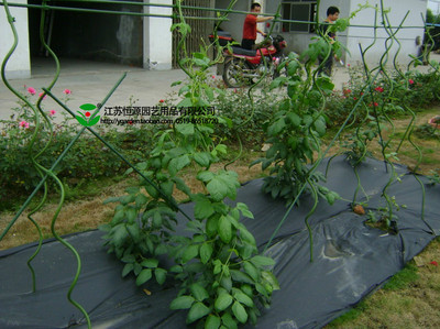 家庭种植架 花园庭院搭棚架 植物爬藤架 螺旋支架 装饰支架