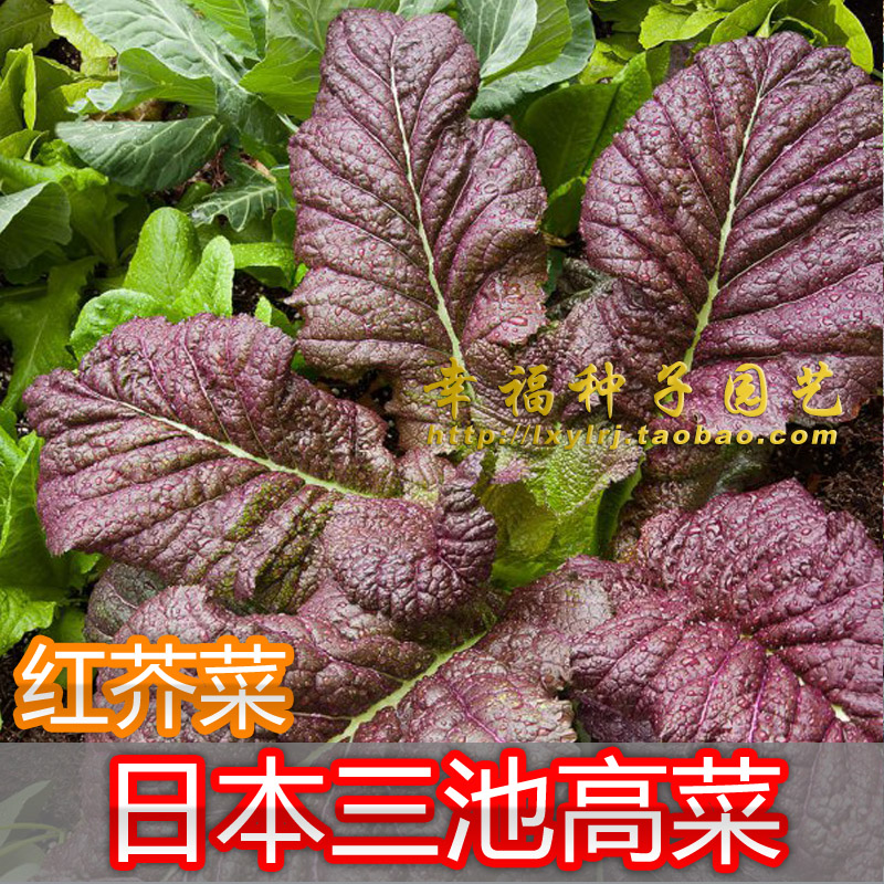 【武藏野三池高菜种子】红芥菜 盐渍咸菜 芥末菜 脆嫩 梅菜种子