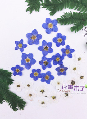 干花压花美甲手工沙龙植物标本