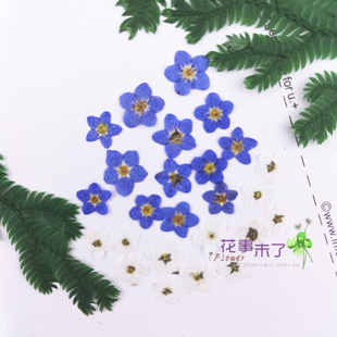 花事未了 植物标本 迷你勿忘草花 美甲指甲干花押花压花手机壳diy