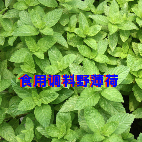 菜用柠檬薄荷带根种苗