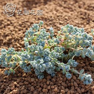 花非花园多肉植物绿色植物办公室盆栽 防辐射发货易散姬星美人