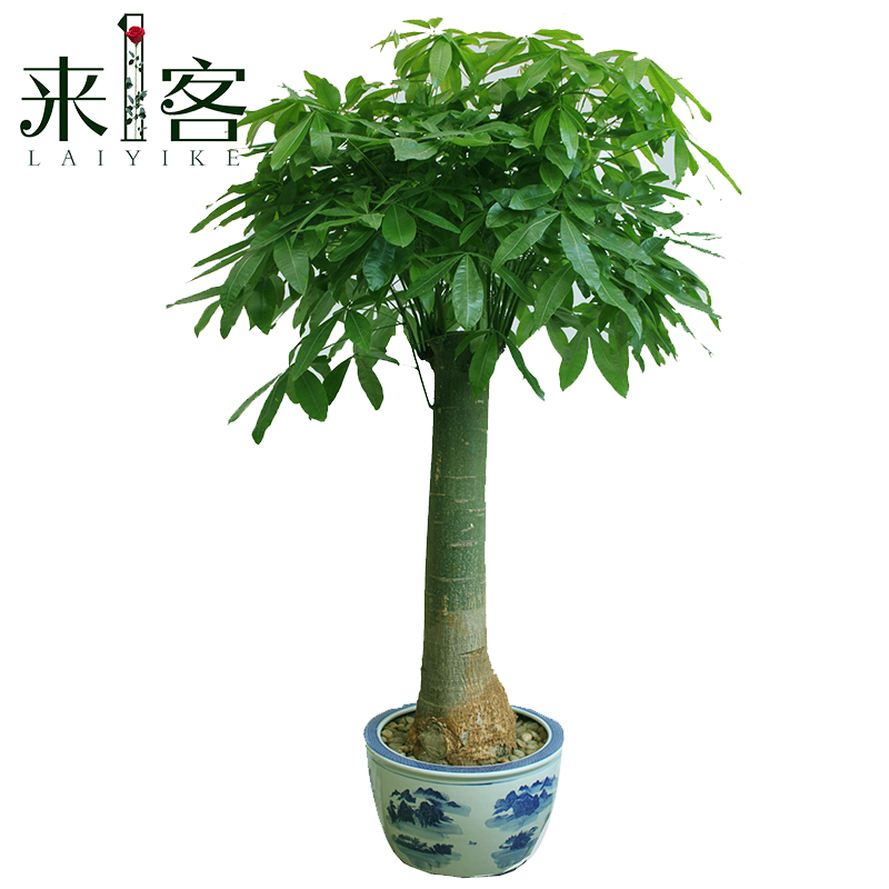發財樹大型植物盆栽送貨上門上海實體店配送全國北京杭州南京廣州