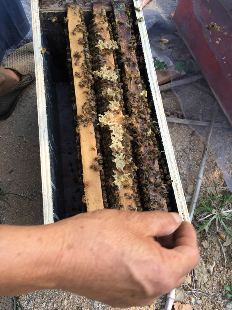 蜜蜂意蜂群江北五龙山蜂场