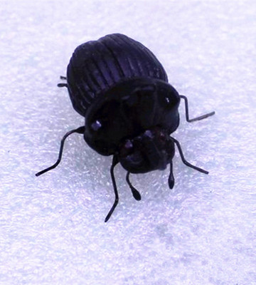 仿真蜣螂推车将军屎壳郎昆虫模型