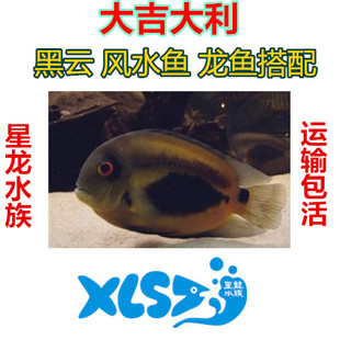 大吉大利南美慈鲷 黑云鱼 热带观赏温顺好混养水族宠物包活体