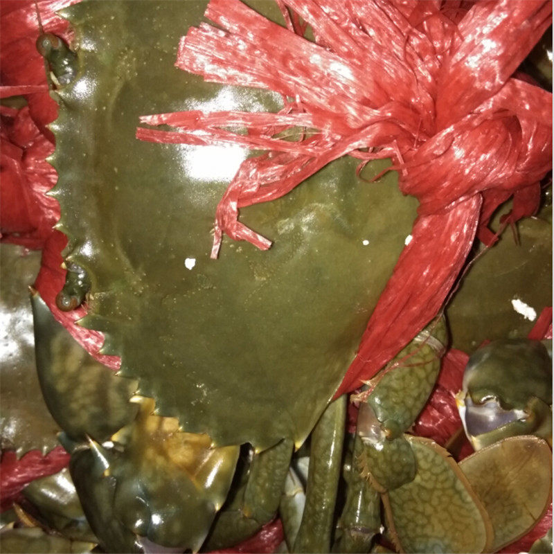 金秋送礼特价鲜活海鲜青蟹闸蟹黄甲蟹和乐蟹清蒸锯缘青蟹