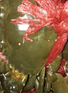 鲜活送礼特价闸蟹清蒸锯缘海鲜