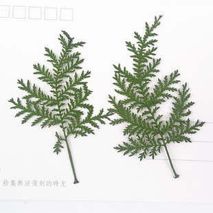 白蒿 染色青蒿松 押花压花干花手机壳diy 植物教学标本 花事未了