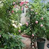 包邮铁线莲藤本月季花架鲜花拱门花架欧月爬藤架植物拱门花支架