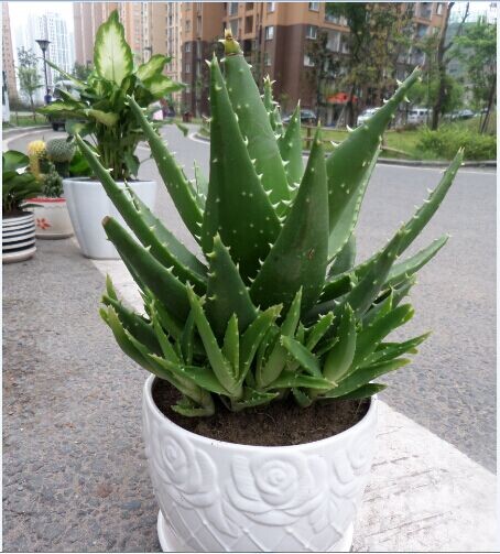绿植芦荟盆景重庆除甲醇多肉植物