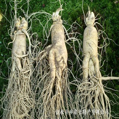 长白山新鲜人参吉林大型带土鲜参