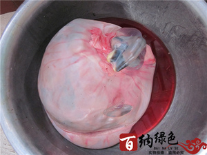 自家养殖梅花鹿胎粉一个疗程150克650元