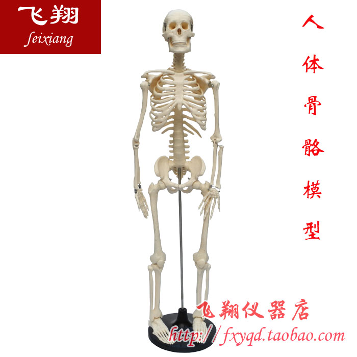 人体骨骼模型 85cm(全身带支架)  生物实验器材 教学仪器