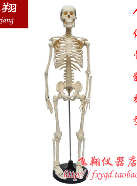 人体骨骼模型 85cm(全身带支架)  生物实验器材 教学仪器