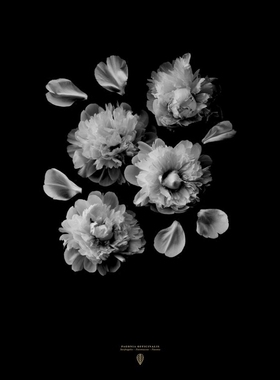 B[现货]PAEONIA OFFICINALIS /北欧海报/装饰画/芍药