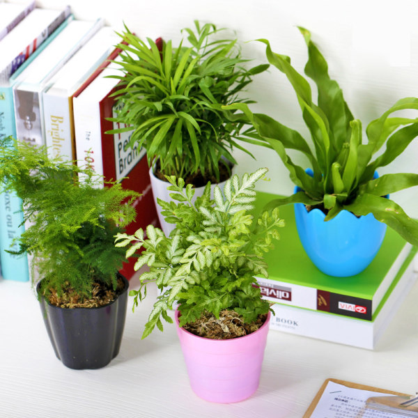 万象更新 办公绿植四季盆栽组合4盆装 优惠券折后￥19.9包邮（￥22.9-3）多款可选