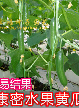 水果黄瓜农科院青瓜种子春夏播种