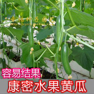 【康密水果黄瓜】农科院荷兰青瓜种子 雌花多 产量高 春夏秋播种