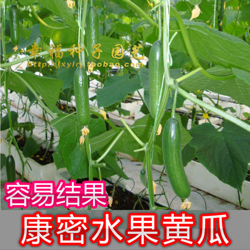 水果黄瓜农科院青瓜种子春夏播种