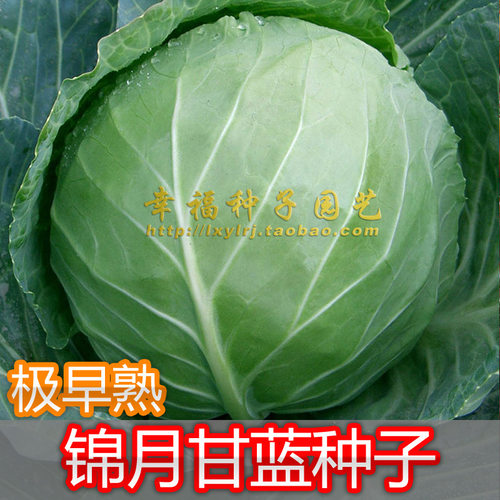 甘蓝种子极早熟高丽菜50天好吃
