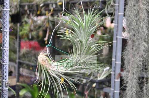 空气凤梨国际绿领园无土植物创意