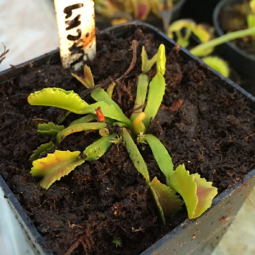 食虫植物-男爵捕蝇草 灭驱蚊虫茅膏菜捕虫堇狸藻瓶子草 鲜花速递/花卉仿真/绿植园艺 食虫植物 原图主图