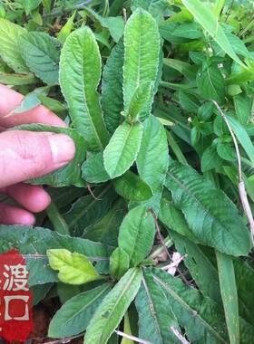 地胆头苗地胆草种子中草药种子中药材苗多年生植物天芥菜
