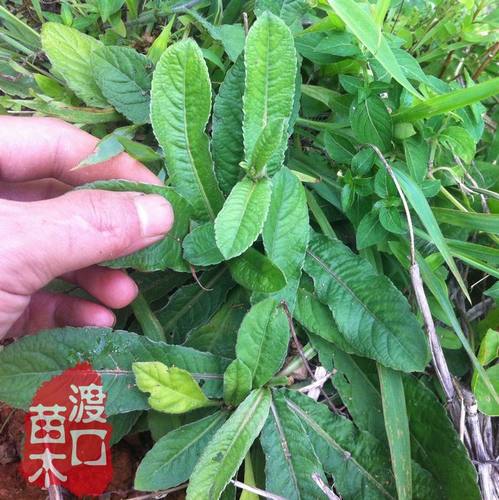 地胆头苗地胆草种子中草药种子中药材苗多年生植物天芥菜