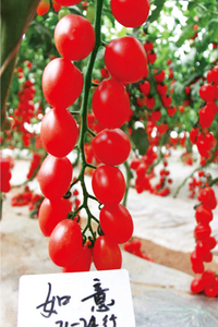 如意小番茄种子 桃红色樱桃番茄籽 厚皮硬肉耐裂小柿子种子蔬菜籽