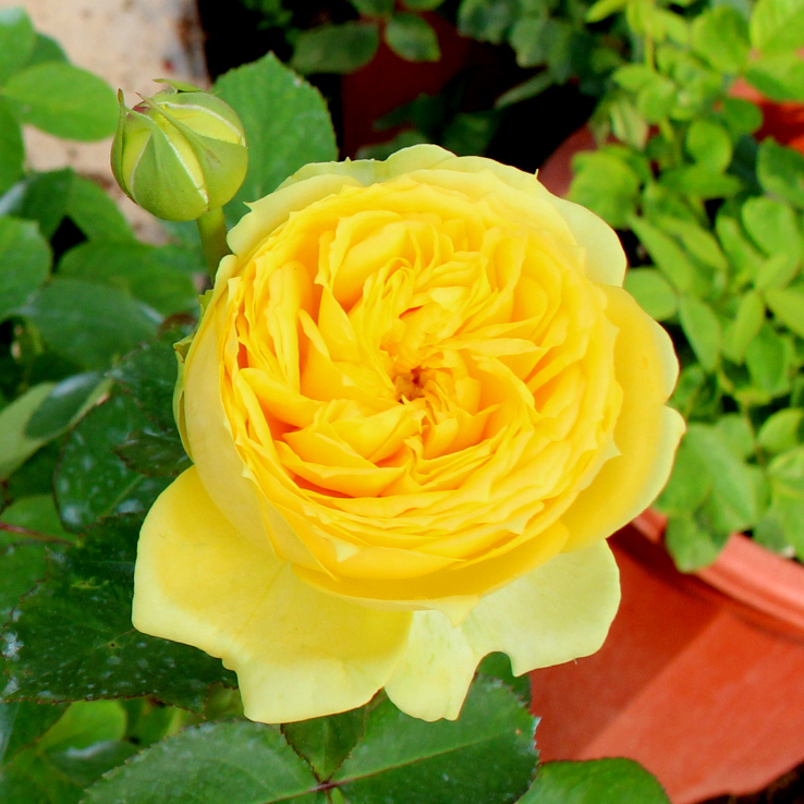园丁日记 卡特琳娜 日本切花包子型黄色玫瑰月季花苗  四季勤花