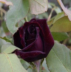 盆栽花卉 黑夫人 月季花苗 玫瑰苗 玫瑰花苗 3年苗 包成活