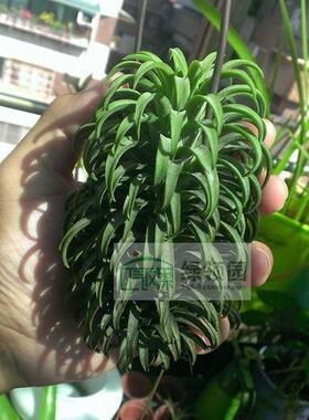 展示 空气凤梨 Tillandsia Ionantha‘Ron’龙精灵