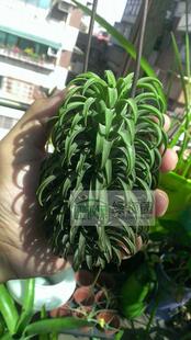 展示 空气凤梨 Tillandsia Ionantha‘Ron’龙精灵