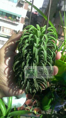 展示 空气凤梨 Tillandsia Ionantha‘Ron’龙精灵 - 封面