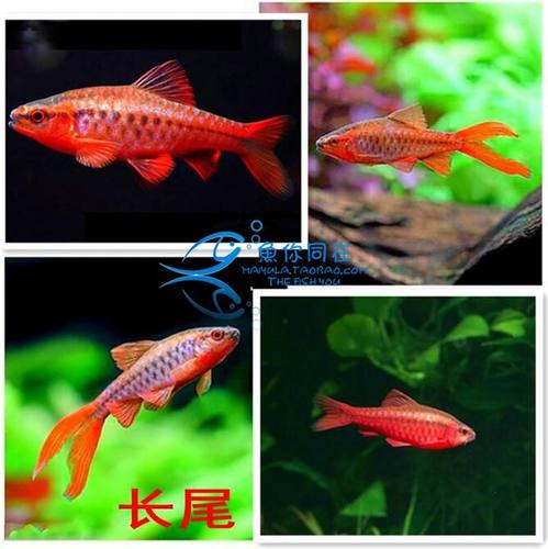 长尾樱桃灯鱼红玫瑰草缸观赏鱼
