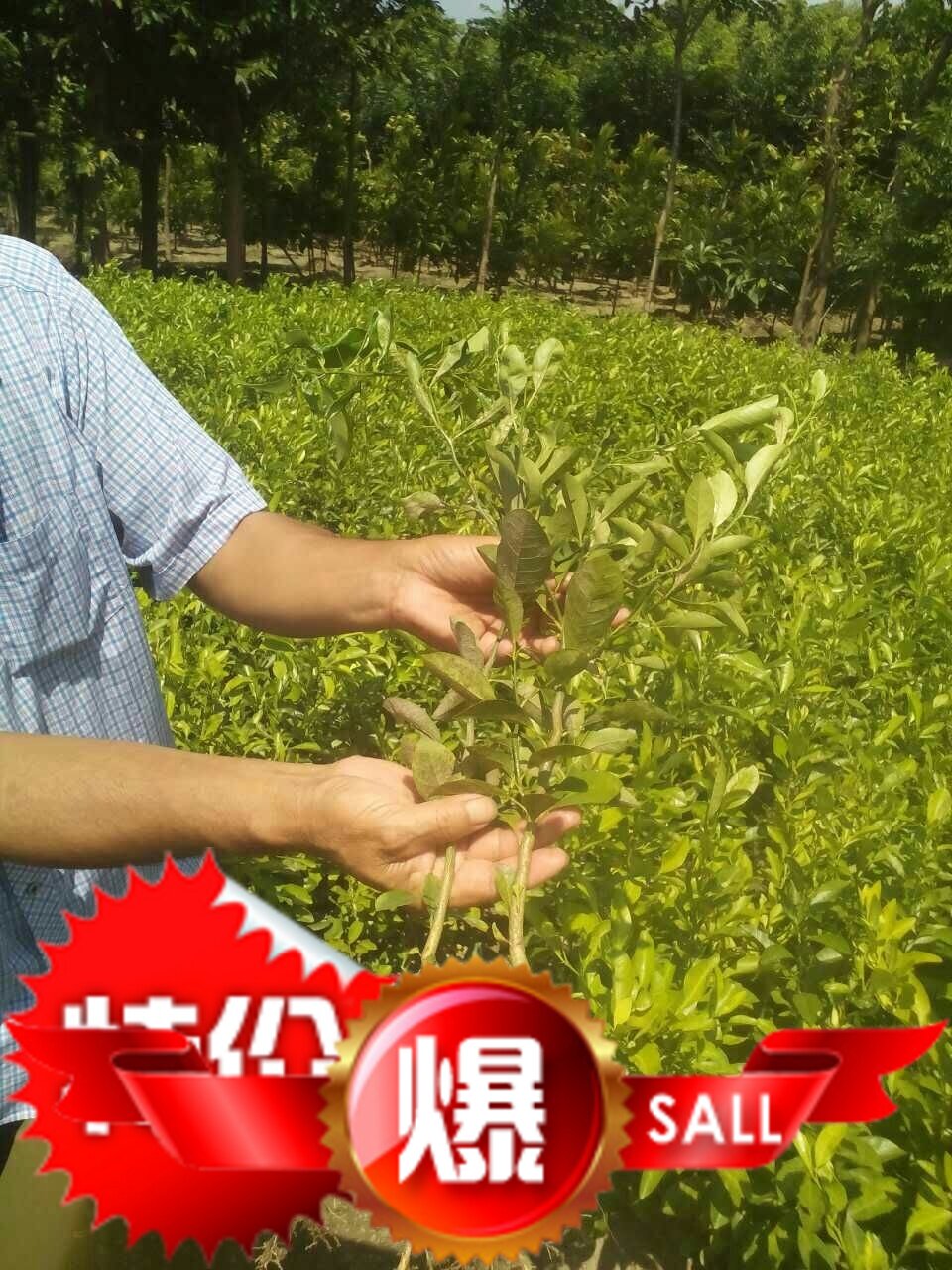 出售特价江门新会红柠檬苗 柑苗 枳壳苗 楠杵桔籽 酸桔苗苗圃直销