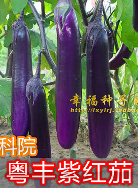 老品种茄子瓜农科院阳台蔬菜种子