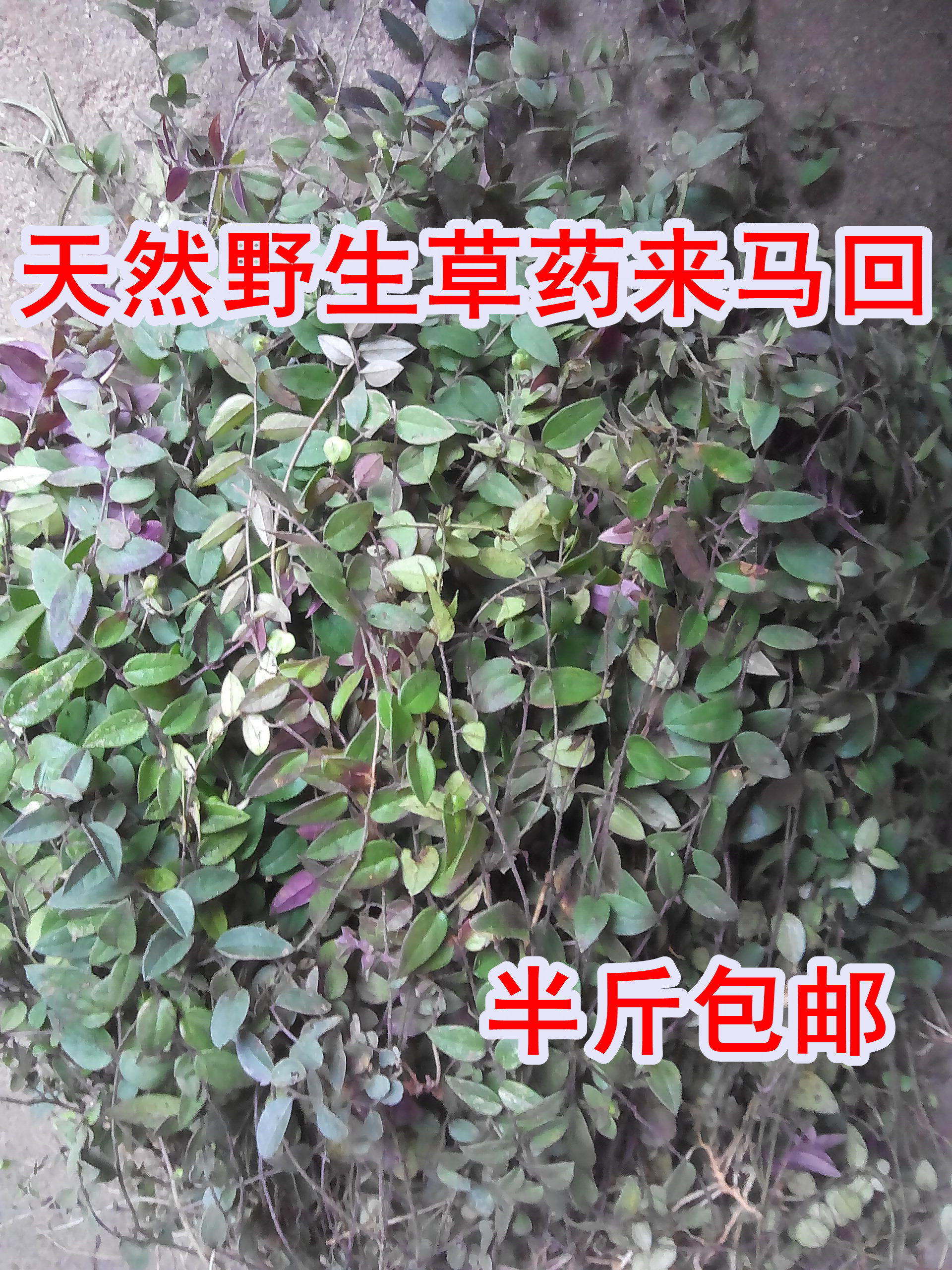 野生来马回 辰砂草金锁匙 瓜子草 挂米草 金牛草竹叶地丁干品